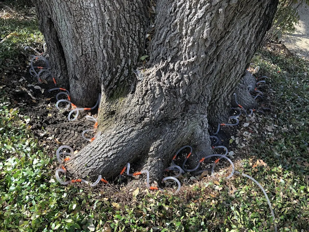 Detailed Tree Cabling and Bracing job site in Harleyville