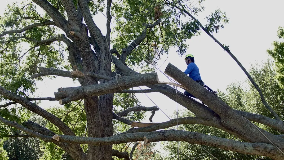Professional Crown Thinning performed by certified arborists in Harleyville